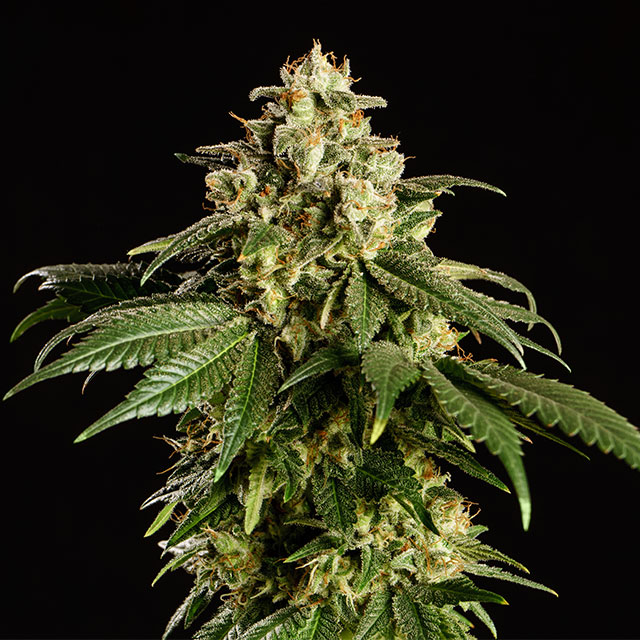 Cómo conservar semillas de marihuana - Kannabia