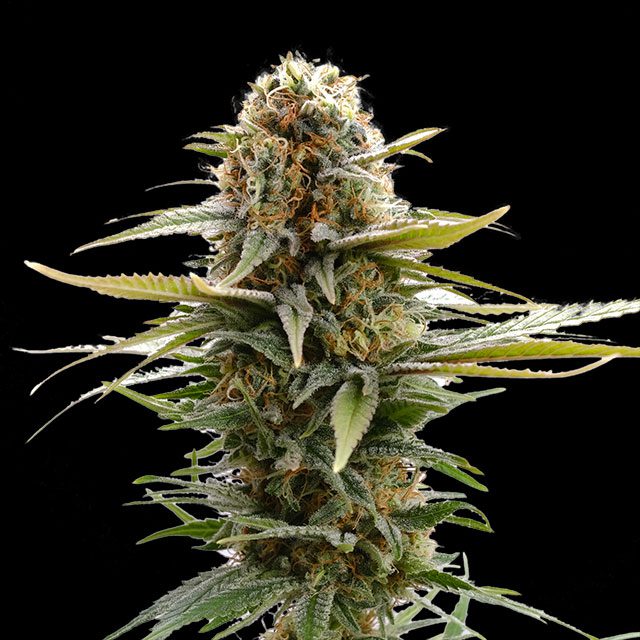 planta de marihuana: GSC