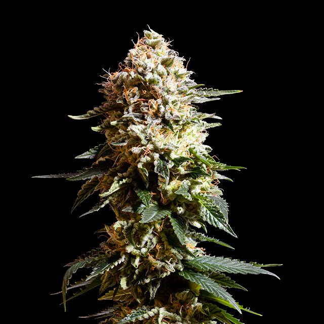 planta de marihuana: La Blanca