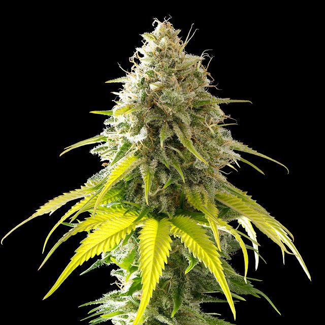 planta de marihuana: Mataro Blue
