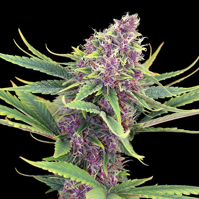 planta de marihuana: Purple Kush