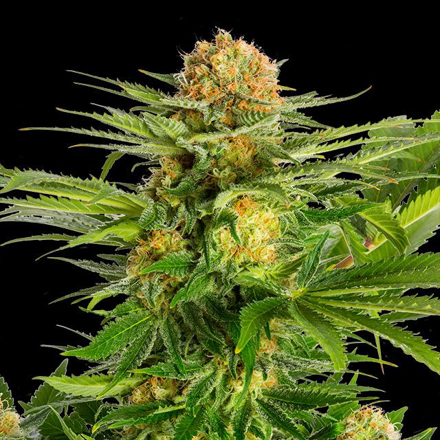 planta de marihuana: White Domina
