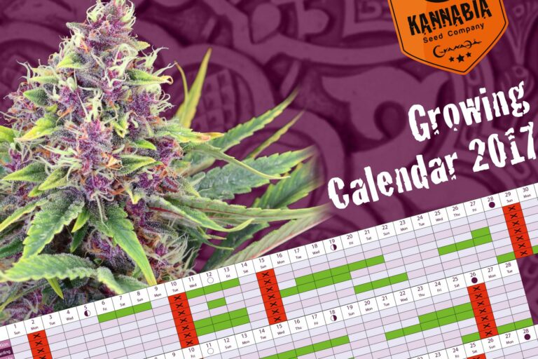 Calendario Cultivo Marihuana 2017 - Kannabia