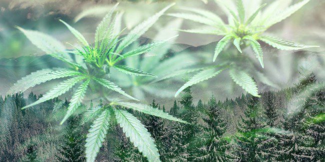 Tipps für den Anbau von Marihuana-Samen im Winter - Kannabia