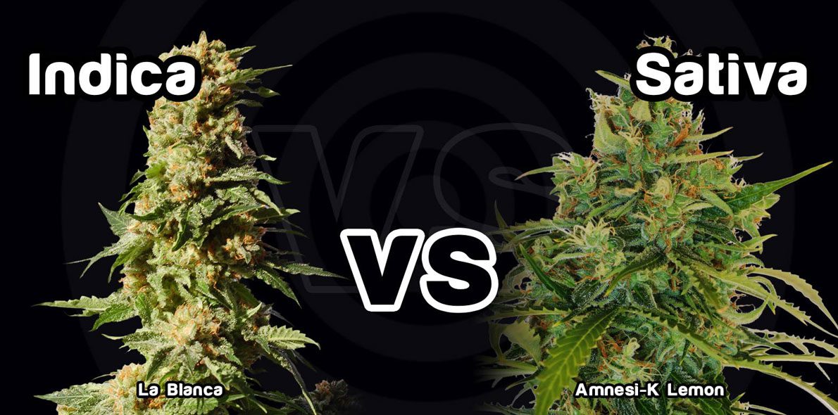 Top 10 Difference Detween Indica and Sativa