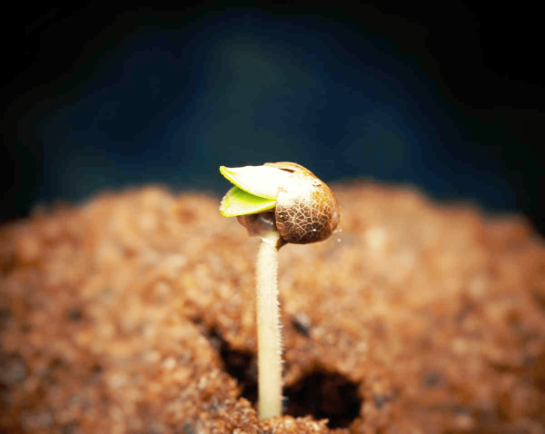 Step by step techniques for marijuana germination - Kannabia