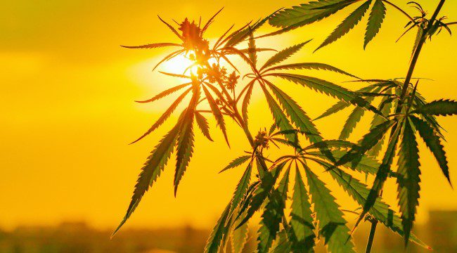 best-marijuana-seeds-for-warm-climates