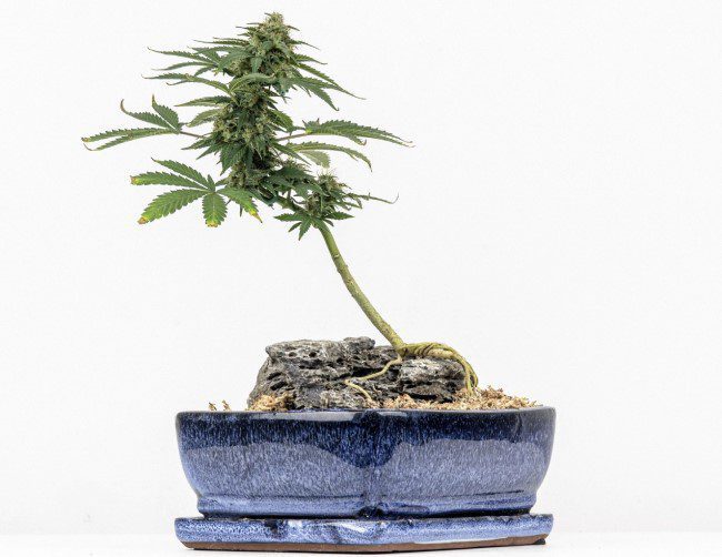 Growing Cannabis Bonsai: Myth Or Reality?