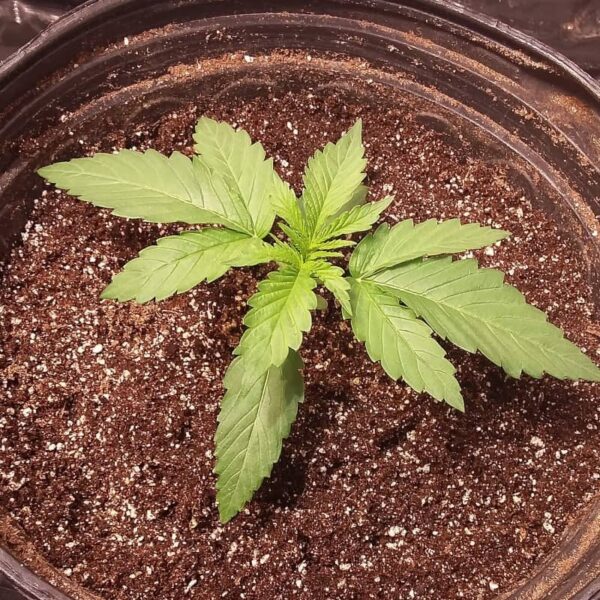 Grow Report – Super OG Kush - Kannabia