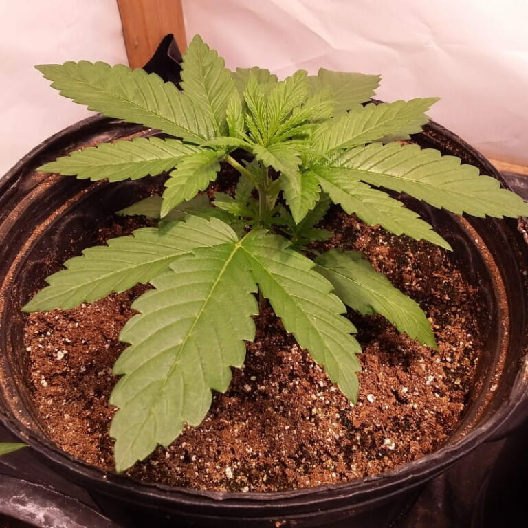 Grow Report – Super OG Kush - Kannabia