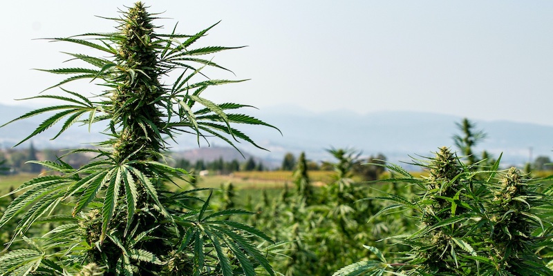 Growing cannabis outdoors: pots or open soil? - Sensi Seeds
