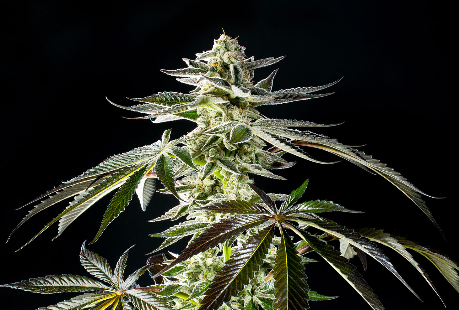 ¿Qué es la prefloración del cannabis? Cuándo, cómo y por qué