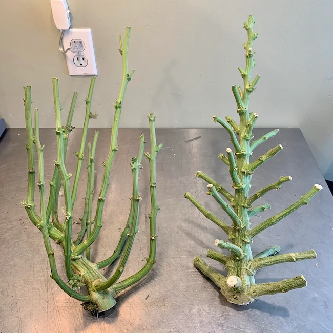 Stems structure adopted by doing light LST vs no training