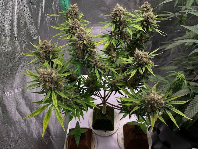 Cannabis training techniques: LST vs HST… Which one is better?