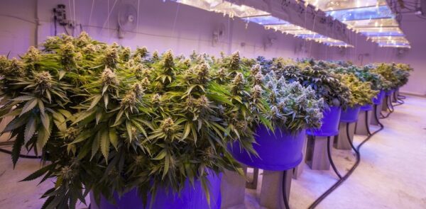 indoor cannabis plants