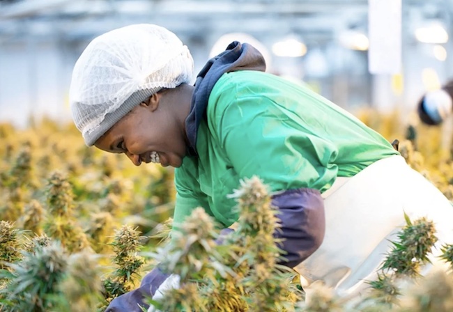 Cannabis cultivation in South Africa