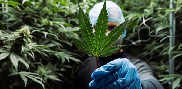 A grower with a cannabis leaf