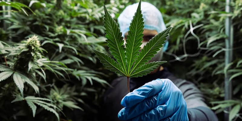 A grower with a cannabis leaf