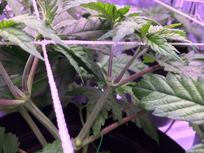 Why do my cannabis plants have red or purple stems?