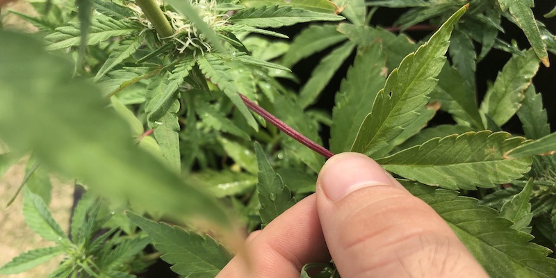 A cannabis plant with red stems