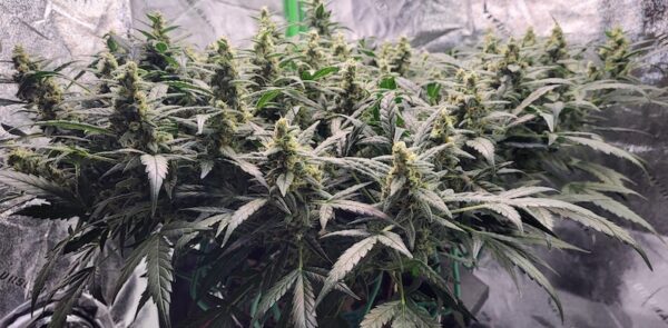 some indoor autoflowering cannabis plants