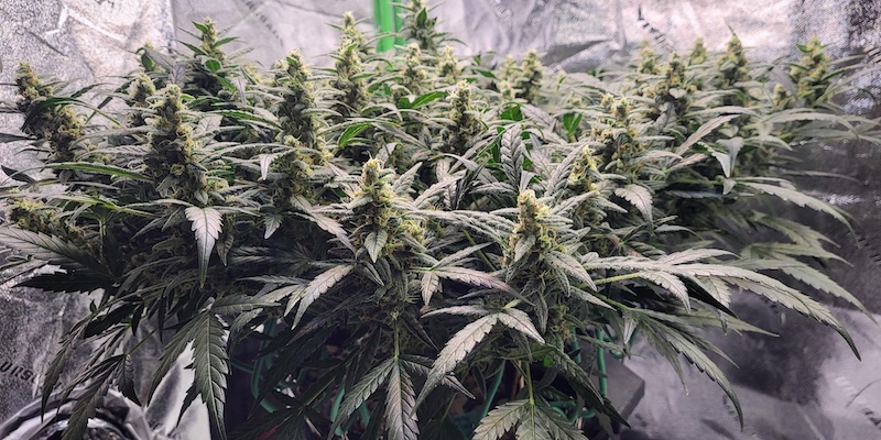 some indoor autoflowering cannabis plants