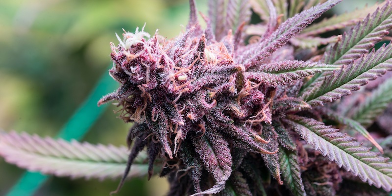 Planta de cannabis púrpura