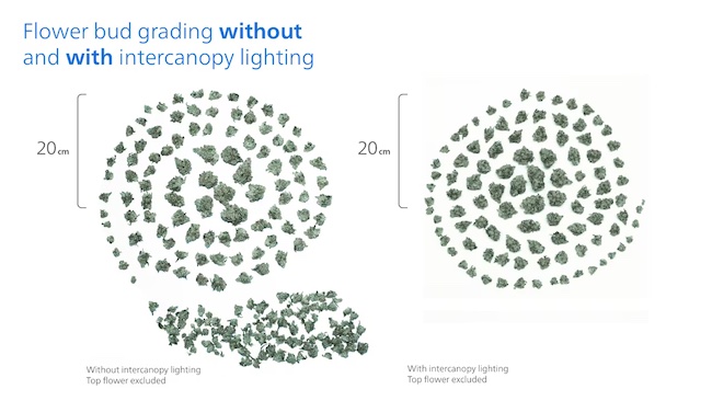 Flower bud grading without and with intercanopy lighting.