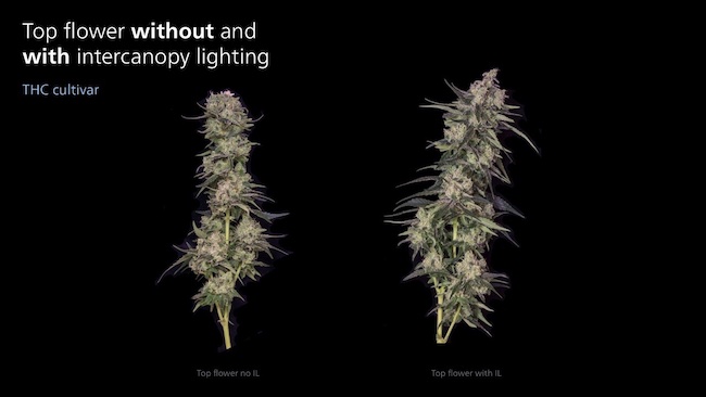 Top flower without and with intercanopy lighting