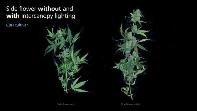 How intercanopy lighting increases the quality and yielding capacity of cannabis