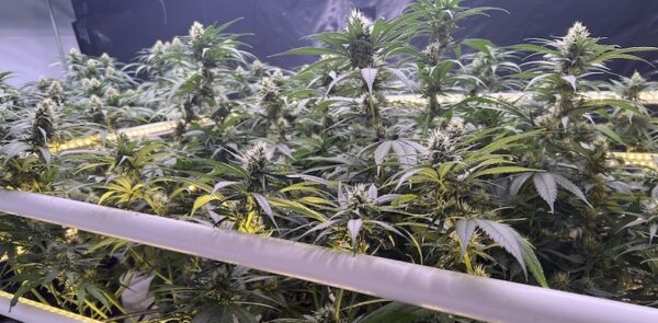 Un cultivo de cannabis en interior