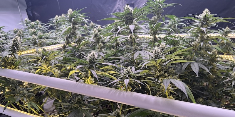 Un cultivo de cannabis en interior