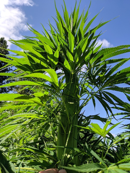 polyploid marijuana plant