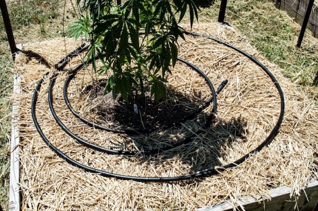 How to keep your cannabis plants hydrated when it’s roasting hot outside