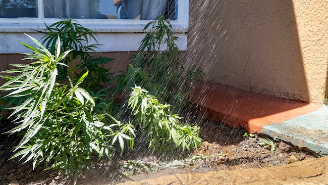 Cómo mantener tus plantas de cannabis hidratadas cuando hace mucho calor