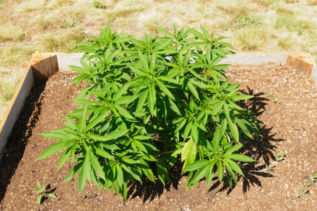 How to prepare your cannabis grow before going on holiday