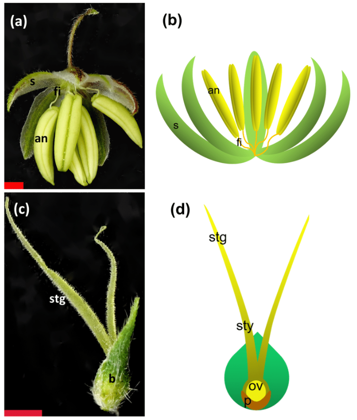 Differences between male and female flowers in the cannabis plant