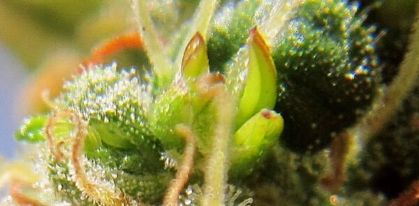 Nanners or bananas in a cannabis plant