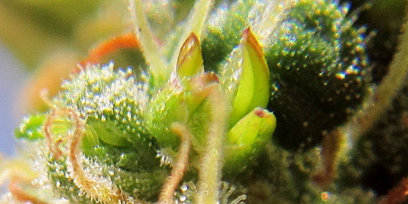 Nanners or bananas in a cannabis plant