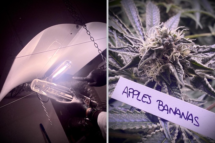 Grow report – Apple &#038; Bananas