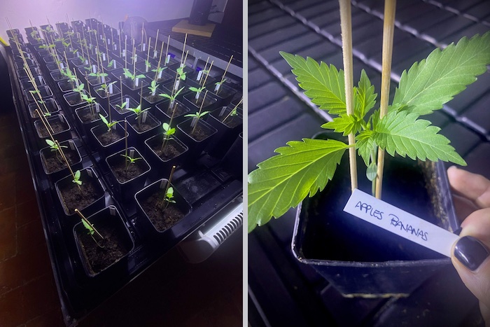 Diario de cultivo &#8211; Apple &#038; Bananas