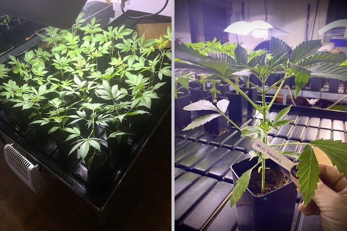 Grow report – Apple &#038; Bananas