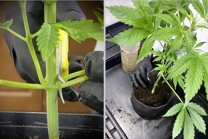 Grow report – Apple &#038; Bananas