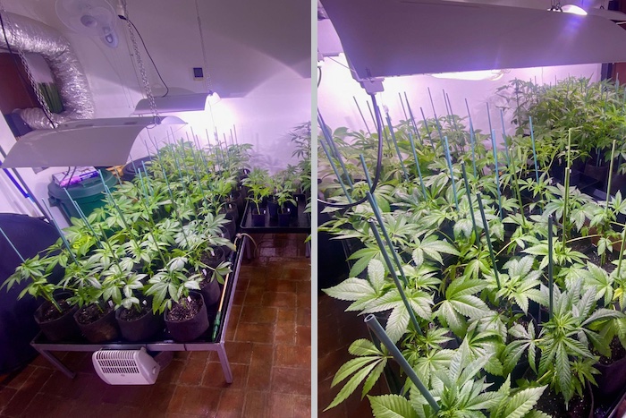 Grow report – Apple &#038; Bananas