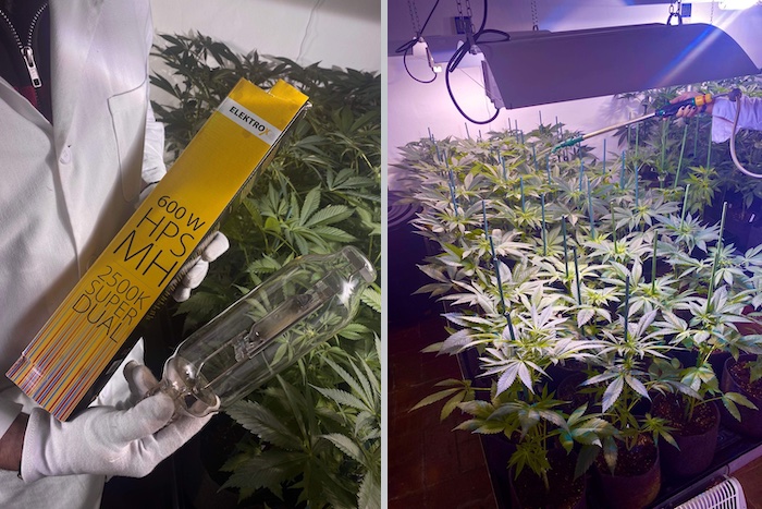 Grow report – Apple &#038; Bananas