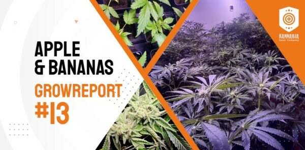 Banner anunciando un grow report