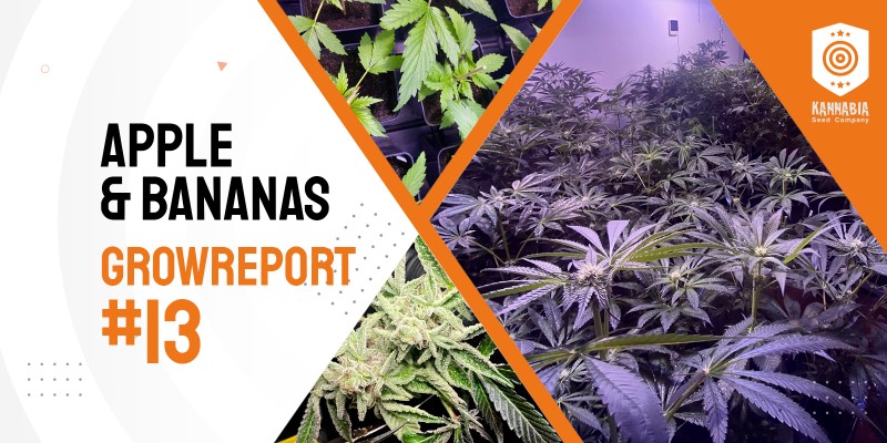 Banner anunciando un grow report