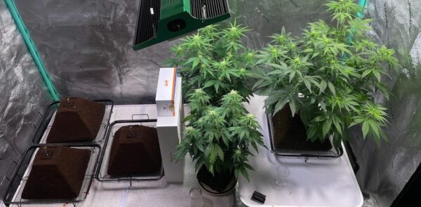 cannabis plants growing in pyramidal substrates