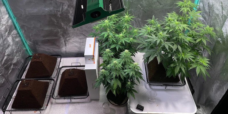 cannabis plants growing in pyramidal substrates