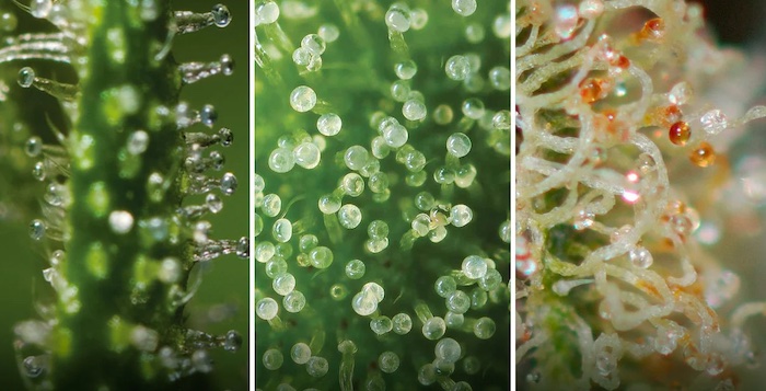 Differences between clear, milky and amber trichomes.